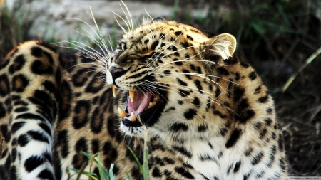 roaring leopard - feline, roaring, leopard, cat