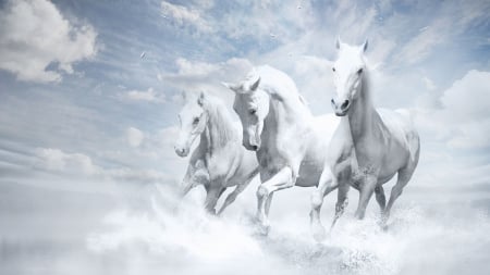 Three white horses - white, horses, animals, Three