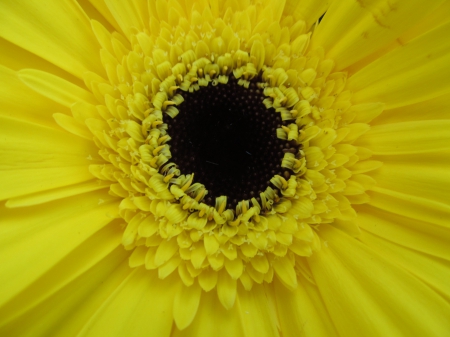 Dark Heart - Yellow, Flowers, Plants, Flora, Petals