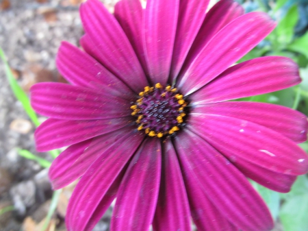 Magenta Petal Splash - flora, petals, gardens, flowers, plants