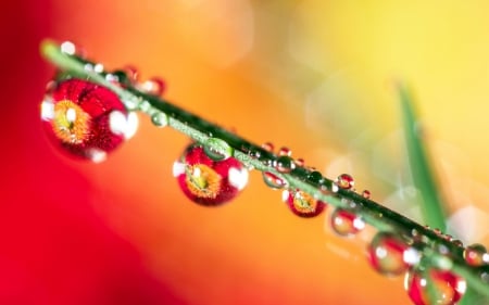 Dew - red, flower, dew, water drops, yellow, macro, green