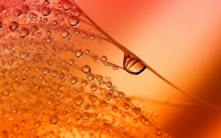 Dew - orange, dew, water drops, macro