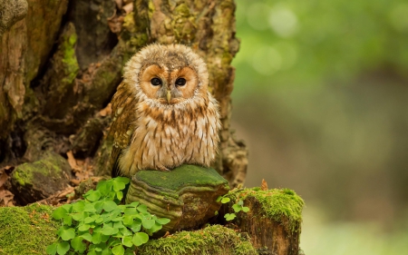 Baby owl - bird, baby, tree, owl, green