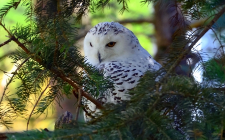 Snowy owl - white, needles, tree, owl, snowy, cute, bird