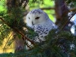 Snowy owl