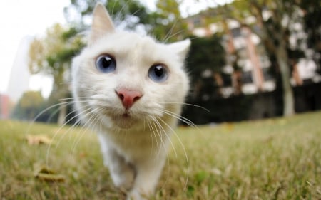 Coming! - cat, white, animal, close-up