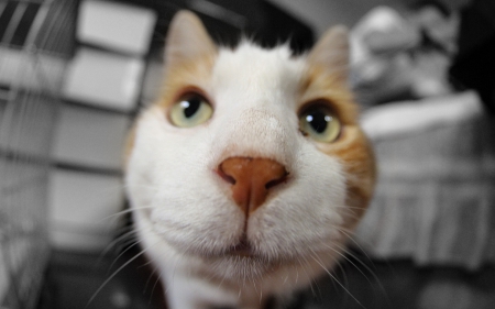 Hello! - cat, animal, close-up, cute