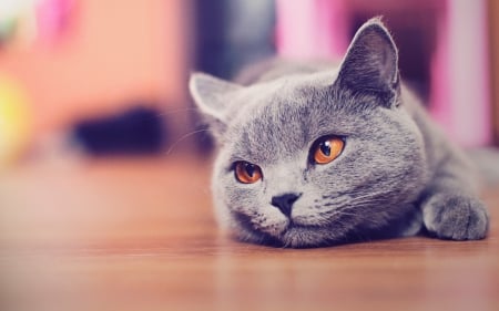 Beauty - animal, pink, beauty, cat, grey