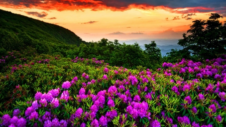 Flower Field at Sunset - abstract, purple, photography, flower fields, sunsets