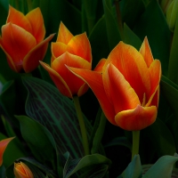 Lovely Orange Tulips