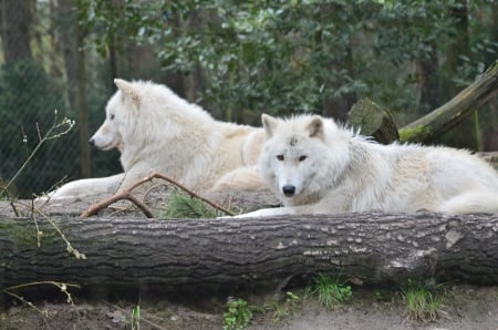 Arctic Wolves - wolf, canadian, wildlife, white, predator, resting