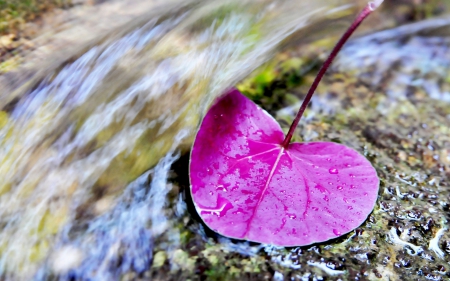 Pink leaf - water, pink, leaf, autumn