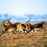 Gazelles of African Savanna