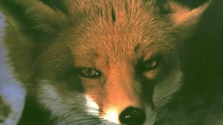 Fox