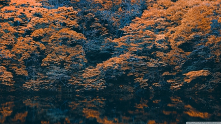 Autumn reflection - forest, fall, wallpaper, seasons, water, landscape, hd, lake, reflection, river, scene, nature, autumn