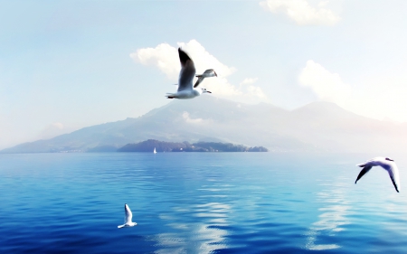 Seagulls in Switzerland - Ocean, Seagulll, mountains, Switzerland