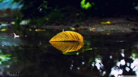 Yellow leaf on water - autumn, photography, water, wallpaper, leaf, hd, nature, abstract, fall, macro, reflection, close-up, leaves