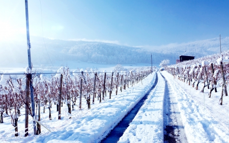 Winter Land - beauty, cold, winter, frozen, land