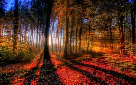 Sunlit Autumn Forest - sun rays, Autumn, trees, rays, Fall, forest