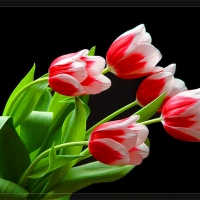 Candy cane tulips