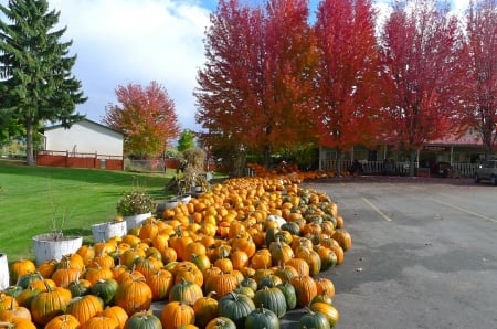 Pumpkins!! - Pumpkins, Autumn, Halloween, Crop