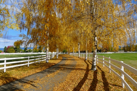 Autumn Scene - Autumn, trees, fences, leaves