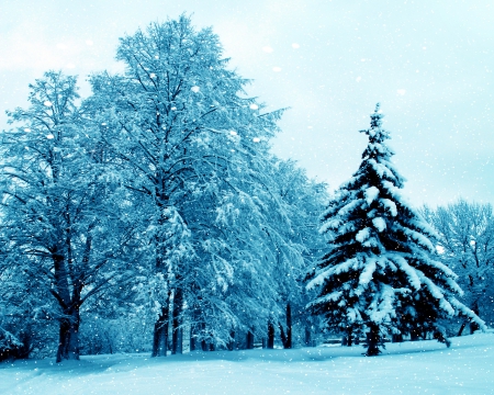 Winter - trees, popular, winter, wallpaper, nature, fir, snow, snowing, tree