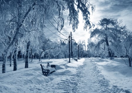 Winter - snow, winter, park, bench, tree