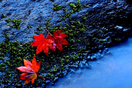 AUTUMN LEAVES - nature, autumn, water, leaves, maples