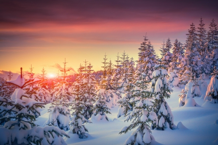 Winter - fir, snow, winter, tree, sunset