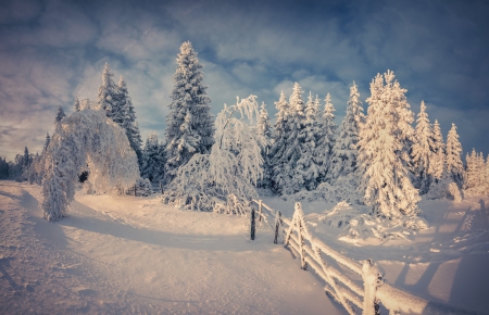 Winter - winter, nature, tree, snow