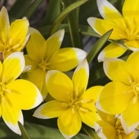 Yellow Star Tulips