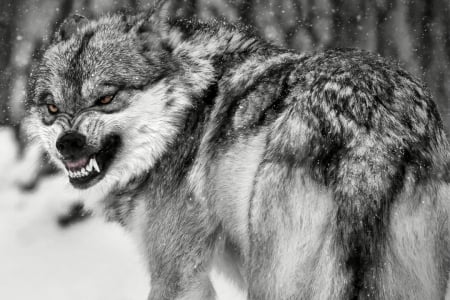 Dyin Ain't Much Of A Livin - canislupus, wallpaper, black, wolf, wolves, white, wisdom, timber, howling, saying