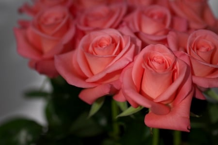 PRETTY ROSES - roses, flowers, nature, pink