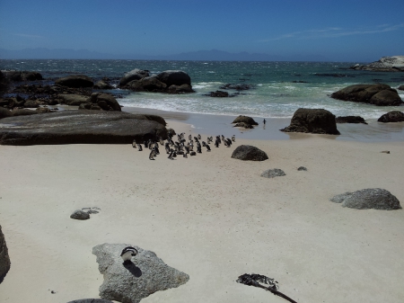 African Penguin Colony, Boulders Beach, ZA - boulders beach, south africa, simons town, penguins