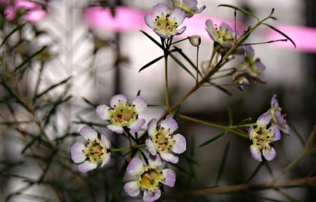 Flowers - flowers, beautiful, white, nature