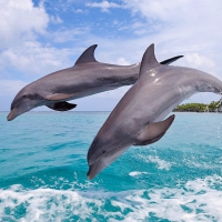 Two Dolphins