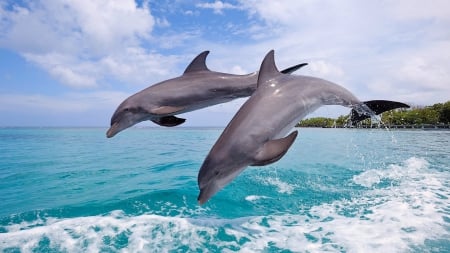 Two Dolphins - dolphins, two, shrubs, sea