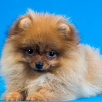 Small Pomeranian