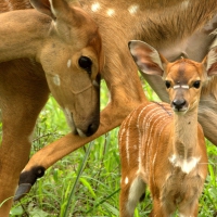 Mama Deer and Small