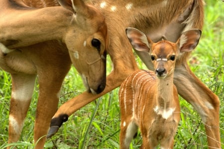 Mama Deer and Small - animals, mama, small, deer, grass