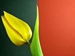 Tulip Wallpaper