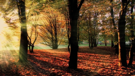 Forest Sun Rays - leaves, sunset, forest, sun rays