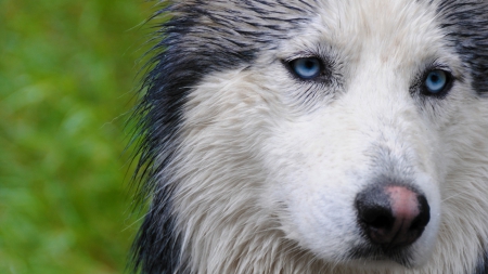 Beautiful Wet Siberian Husky - siberian husky, husky, dogs, face, animals