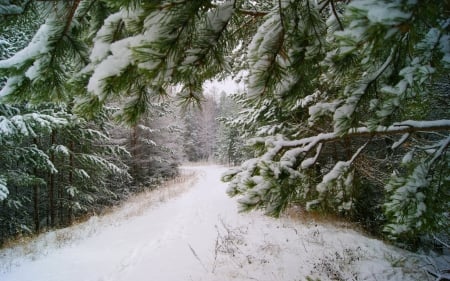 Road in Winter Forest - nature, trees, forests, snow, winter, road