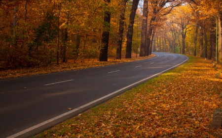 Road Through Autumn Forest - roads, forests, trees, nature, autumn