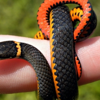 Ring-necked Snake