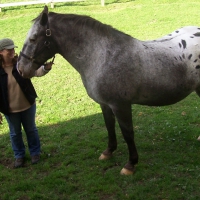 A Cowgirl's Horse