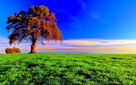 TREE in AUTUMN - splendor, landscape, sky clouds, green fields, tree, green nature, nature, autumn, seasons