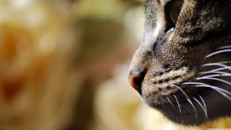 cat - feline, view, side, face, cat